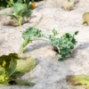 Mulchvlies aus Schafwolle + Flachsstroh 250 x 110 cm – Bild 5