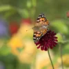 Schmetterlings-Aufzuchtset Geschenkset – Bild 7