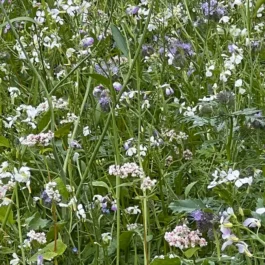 Wundertüte Schmetterlings Garten