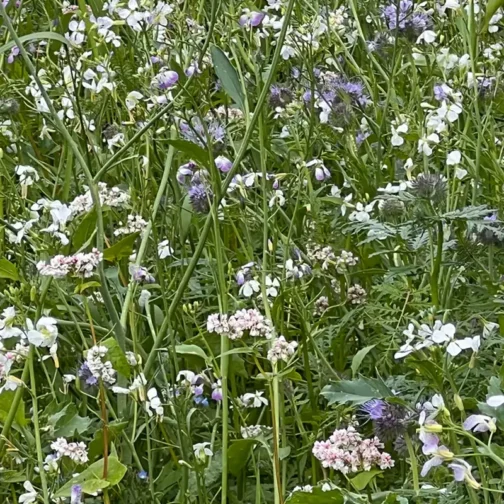 Wundertüte Schmetterlings Garten – Bild 2