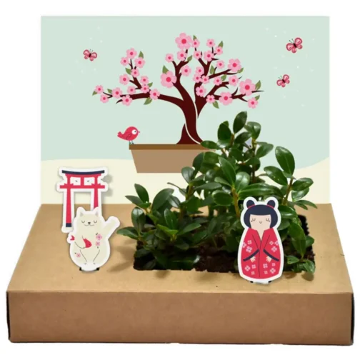 Mini Garten - Bonsai – Bild 2